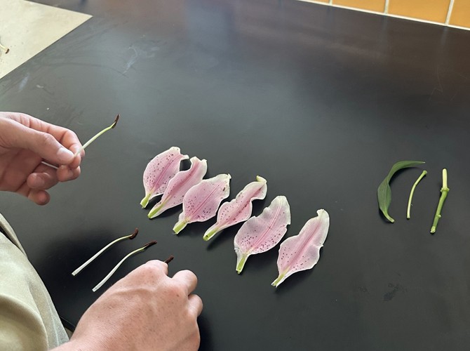 Year 8 Science Flower Dissection