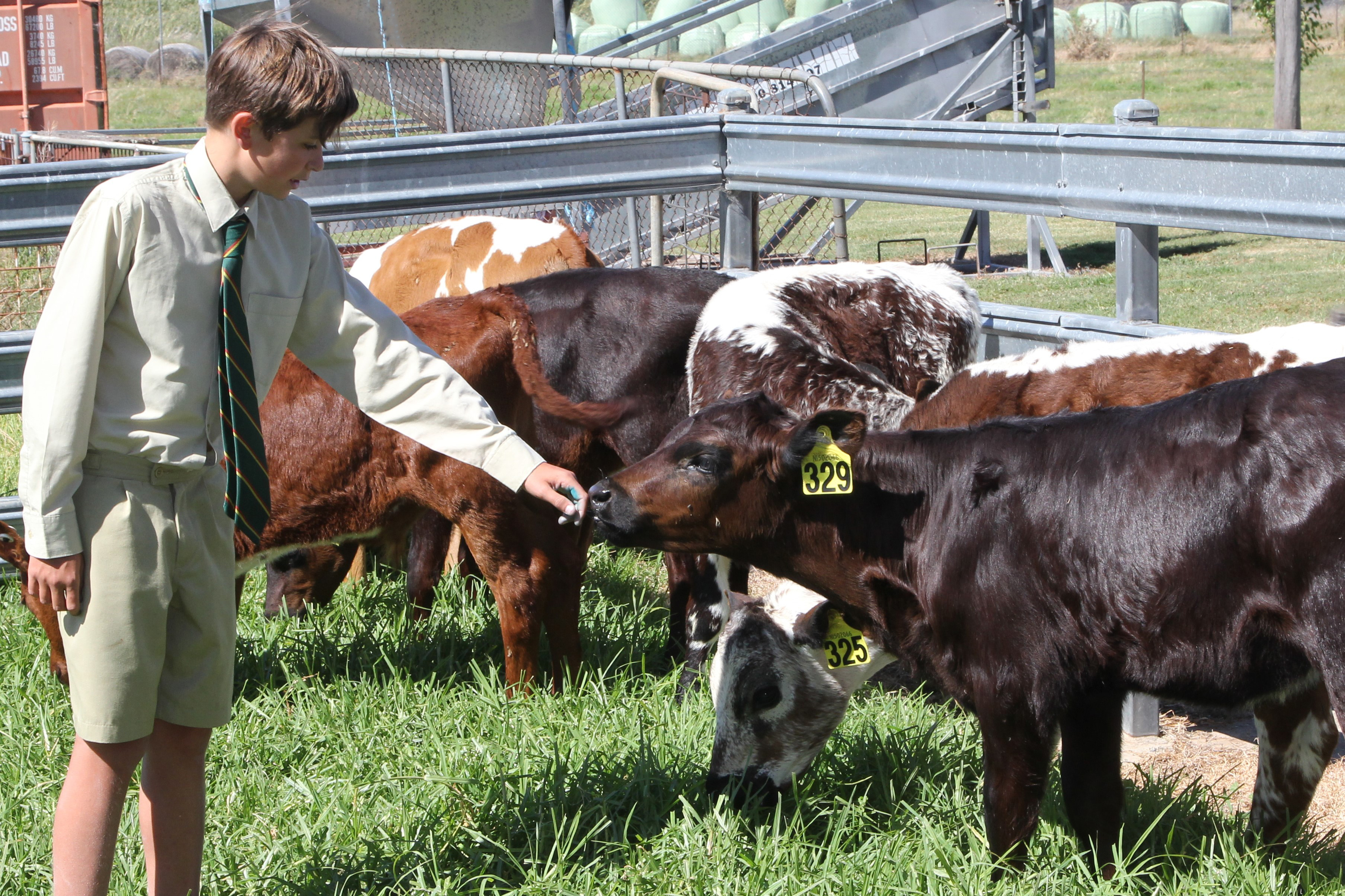 Cows