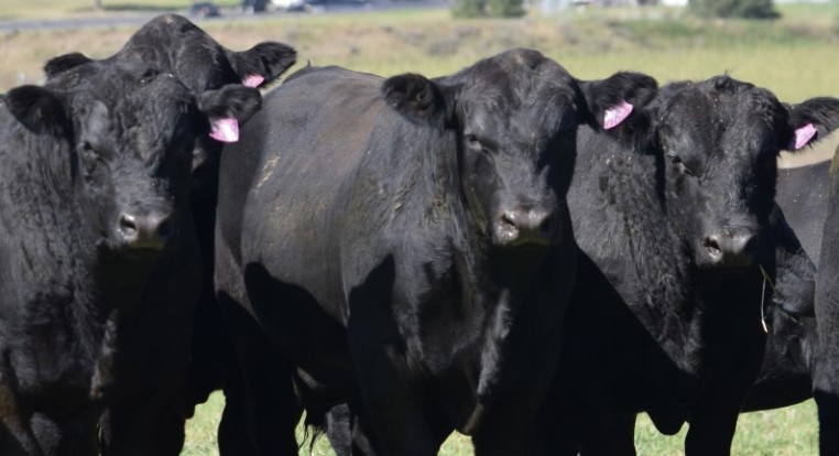 Angus Stud