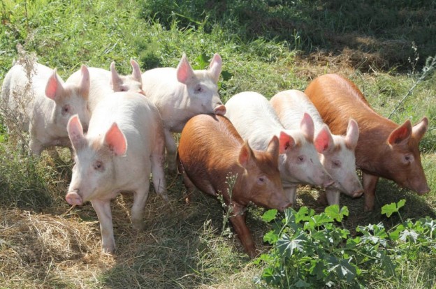 Piggery