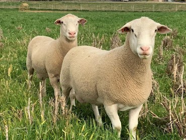 White Suffolk Stud