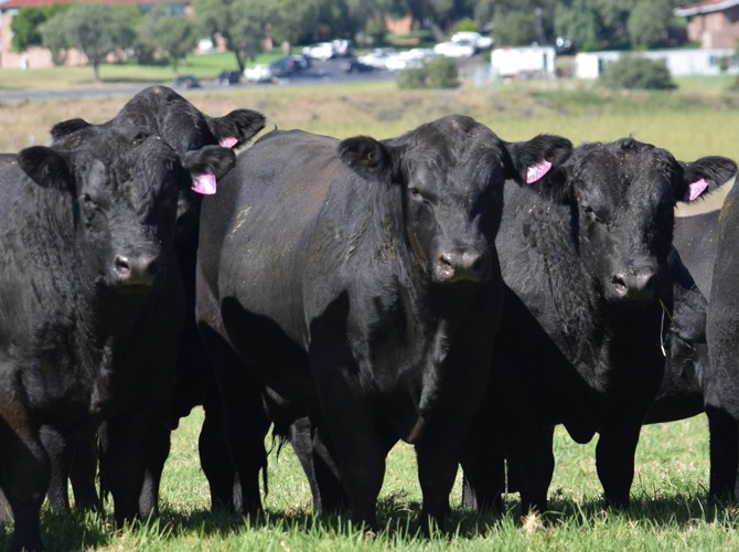 Farrer 23rd Annual Angus Bull Sale