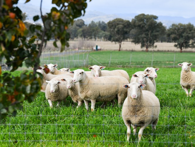 2025 Ram Sale