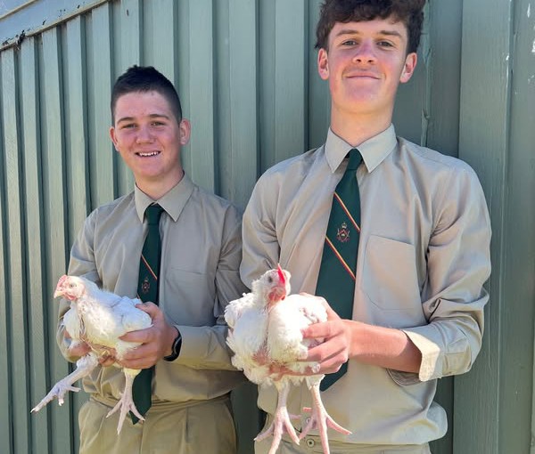 Meat Birds For Sale!