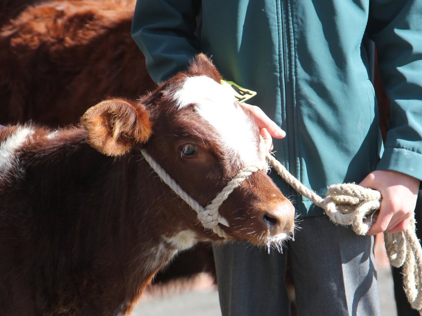 Preparation of Show Heifers